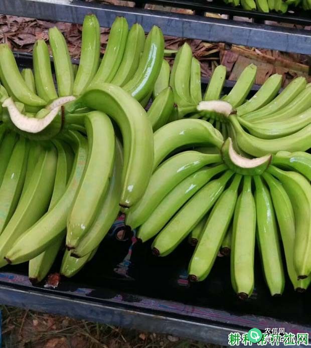 香蕉采后如何进行商品化处理