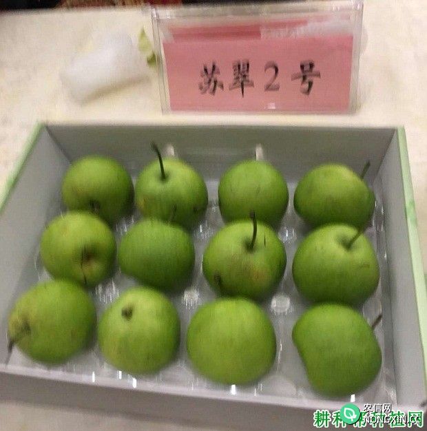 苏翠2号梨树品种好不好