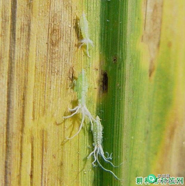 种植水稻如何防治长绿飞虱