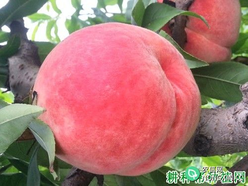 林奎一号桃树品种好不好