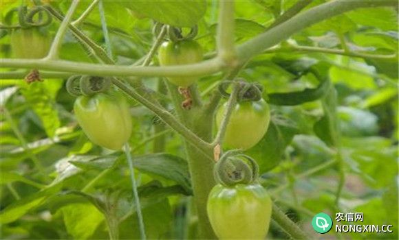 日光温室樱桃番茄冬春茬栽培方法
