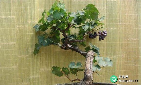 家庭盆栽葡萄