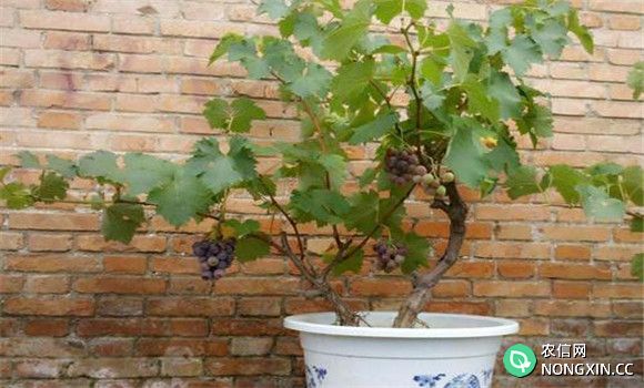 盆栽葡萄的繁殖方法