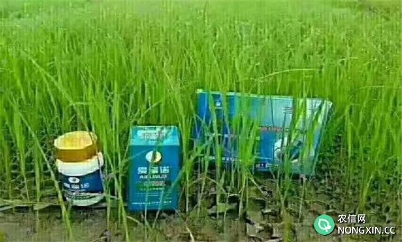 水稻烂秧病的防治方法