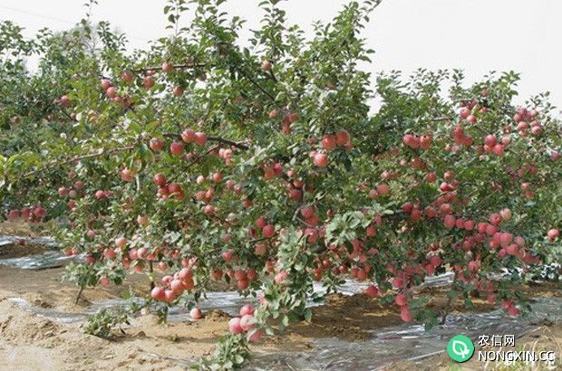苹果树根系有什么特点