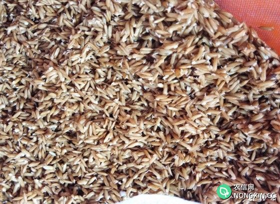水稻如何浸种、催芽