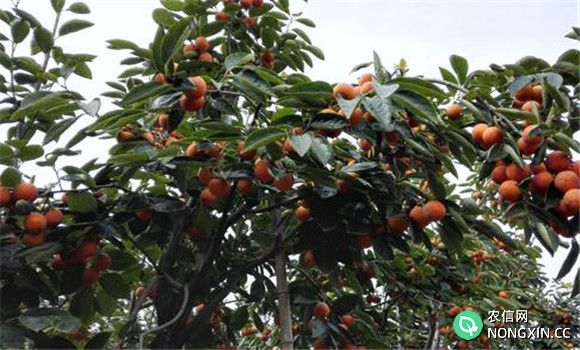 柿树施肥的数量与种类