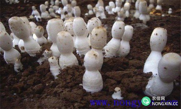 鸡腿菇种植方法 鸡腿菇反季节的栽培技术