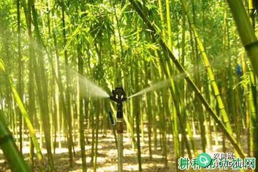 种植雷竹如何浇水