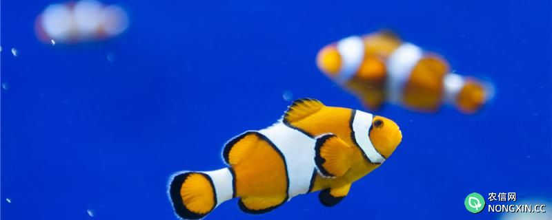 小丑鱼是保护动物吗，好养吗
