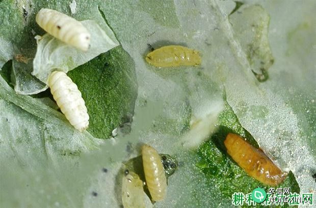 豌豆如何防治豌豆彩潜蝇