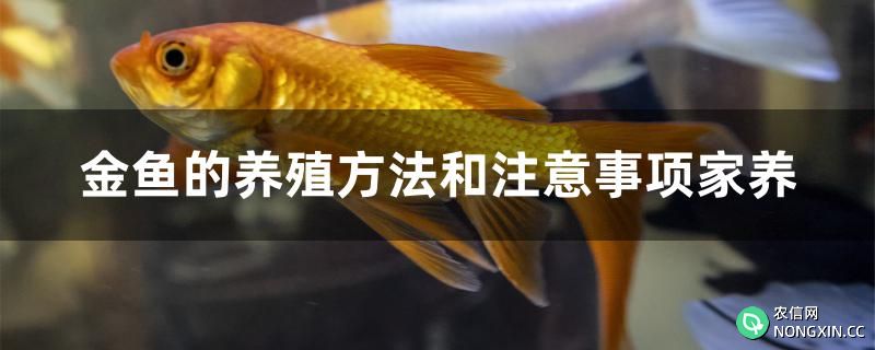 金鱼的养殖方法和注意事项家养
