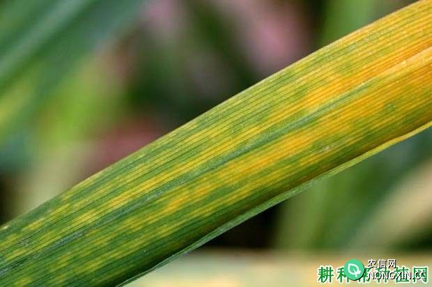 小麦梭条斑花叶病如何防治