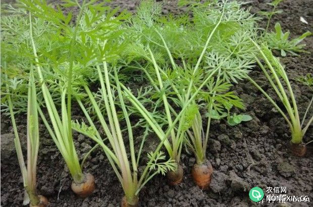 种植胡萝卜如何施肥
