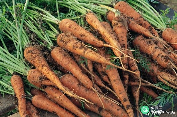种植胡萝卜如何施肥