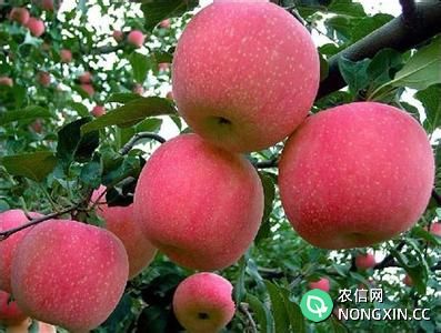 红富士苹果产地