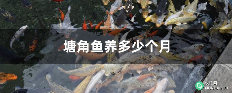 塘角鱼养多少个月