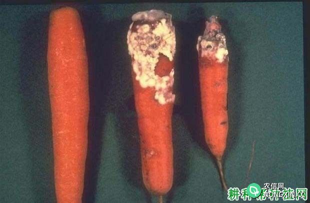 种胡萝卜如何防治胡萝卜菌核病