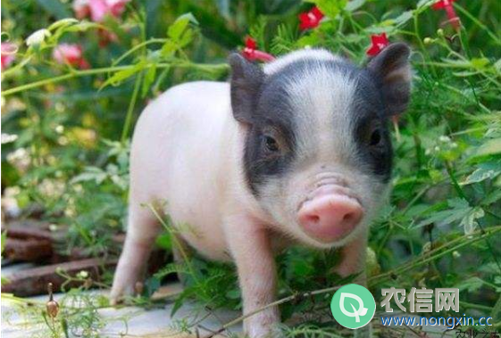 小香猪能长多大，体重超过30公斤的不多