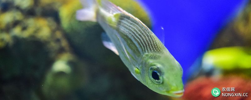 热带鱼能混养吗，热带鱼混养要注意什么