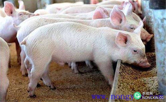无公害生猪生产对兽医防疫的要求