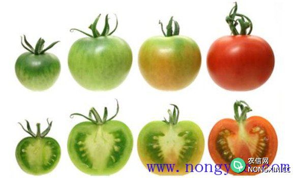 番茄成熟的四个时期