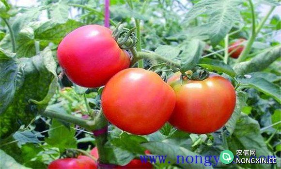 番茄成熟期多少天