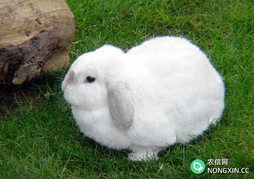 獭兔养殖方法