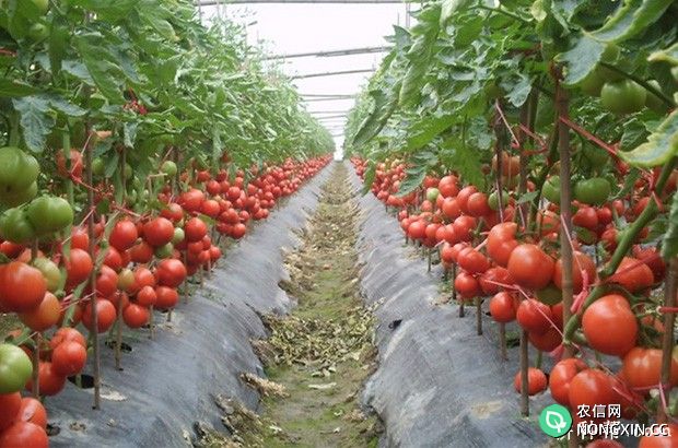 霞光番茄品种好不好