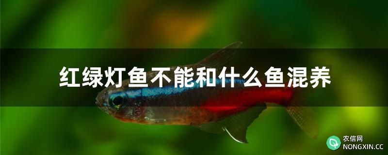 红绿灯鱼不能和什么鱼混养