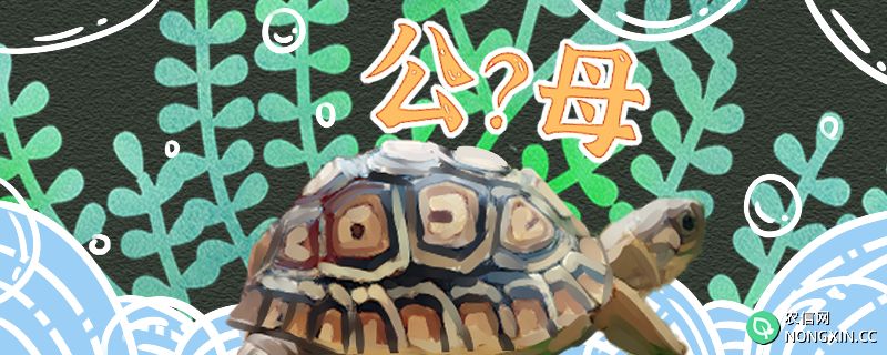 豹纹陆龟怎么分公母，公母能一起养吗