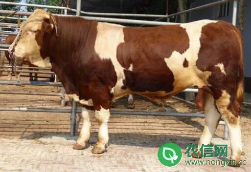 西门塔尔牛最大长到多少斤？