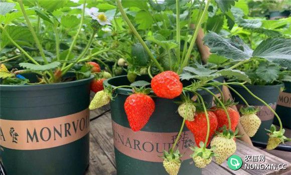 盆栽草莓灌溉与施肥管道