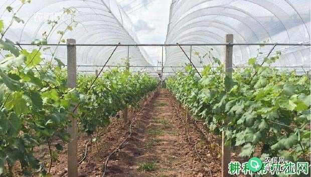 南方种植红地球葡萄为什么要避雨 葡萄避雨棚有什么作用
