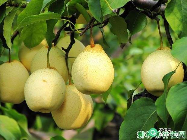 梨树如何合理施用磷钾肥