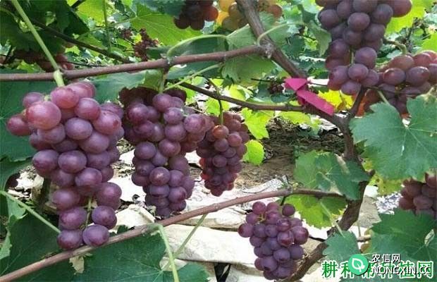 金锋葡萄品种好不好 种植金锋葡萄需要注意什么