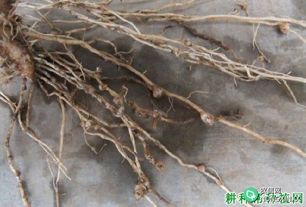种植苍术如何防治根结线虫