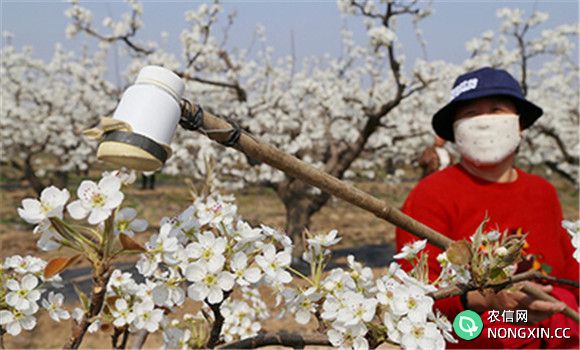 梨树花期管理技术要点