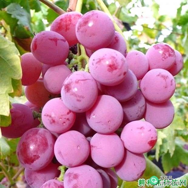 种植葡萄为什么要喷施亚硫酸氢钠 如何喷