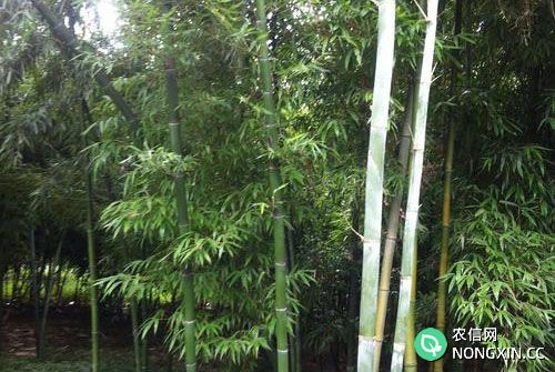 粉绿竹如何栽培管理