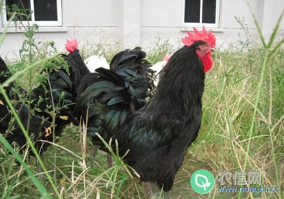 土鸡品种：狼山鸡，江苏如东狼山的特产鸡(1)