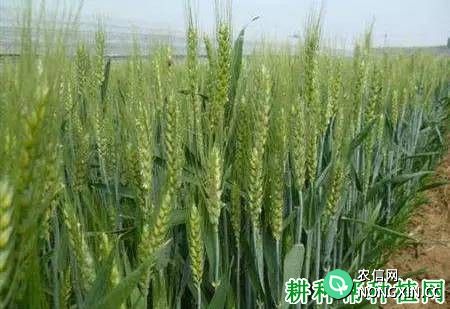 种植小麦施钼肥起什么作用