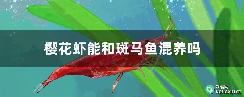 樱花虾能和斑马鱼混养吗