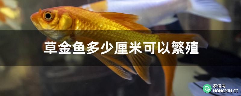 草金鱼多少厘米可以繁殖