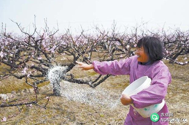 桃树施肥方式有哪些