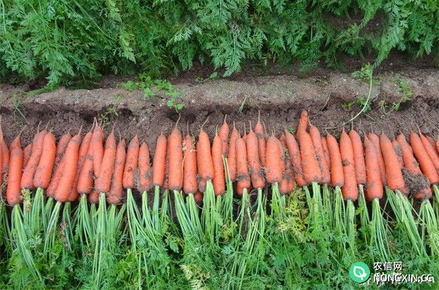 秋播胡萝卜如何种植