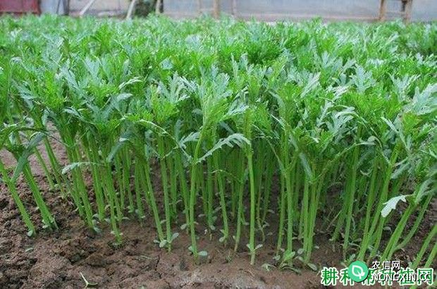 露地茼蒿菜如何种植