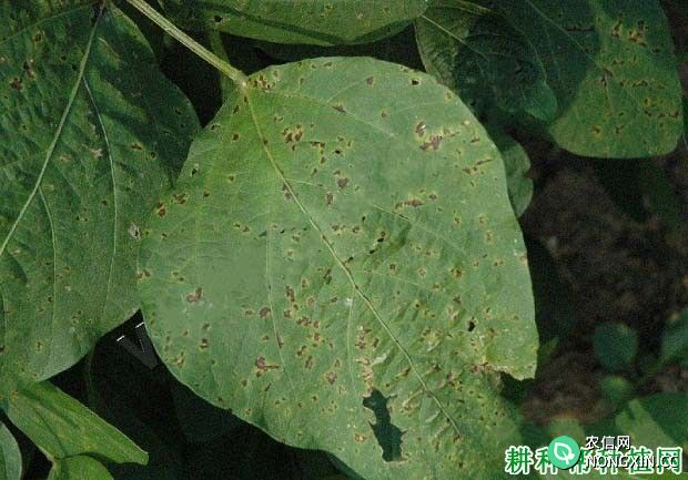 种植大豆如何防治大豆细菌性斑疹病