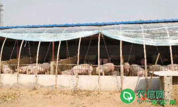 生态养猪大棚怎么建，养猪大棚的建设方案
