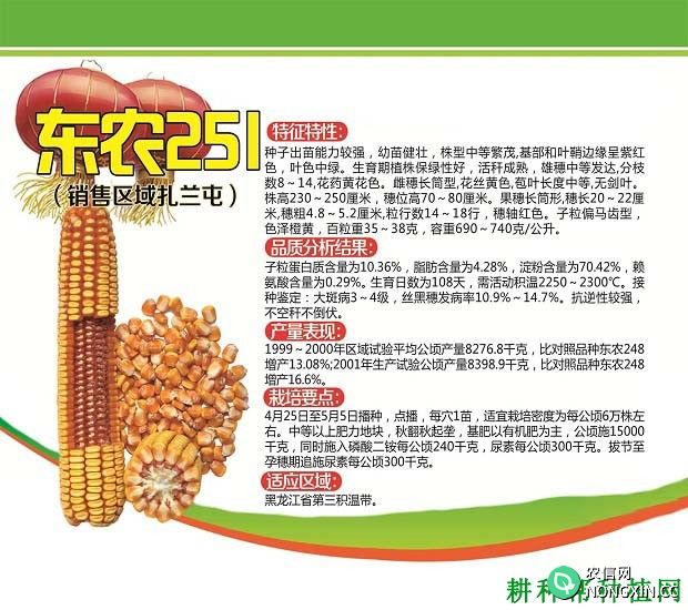东农251玉米品种好不好
